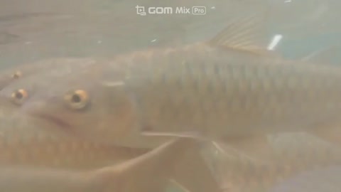 A lot of fish with humans