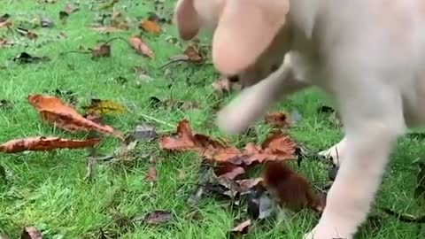 Funniest & Cutest Labrador Puppies #2 - Funny Puppy Videos 2020