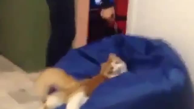 Cat jumps on coffee bean so smoothly