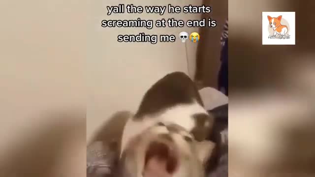 OMG So Cute Cats ♥ Best Funny Cat Videos 2021 #10