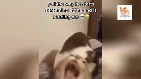 OMG So Cute Cats ♥ Best Funny Cat Videos 2021 #10