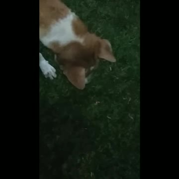 A dog chasing a laser light