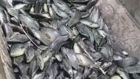 This is a beautiful and charming water-dwelling species