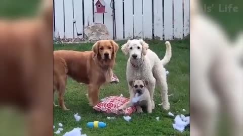 Watch these Dogs go crazy! Very Funny