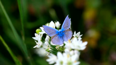 Blue butterfly over white flowers