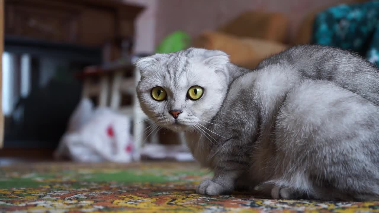 A beautiful Cat on the floor looking curiously at the camera