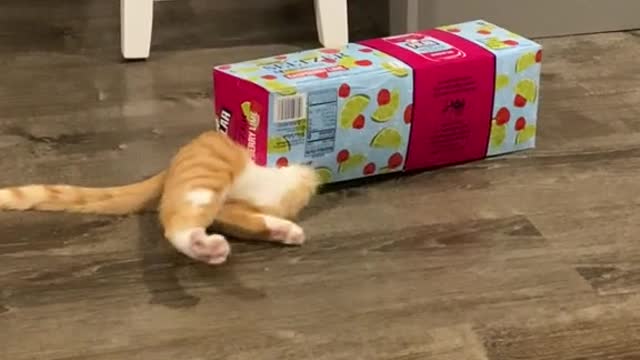 CatsNever so funny cute