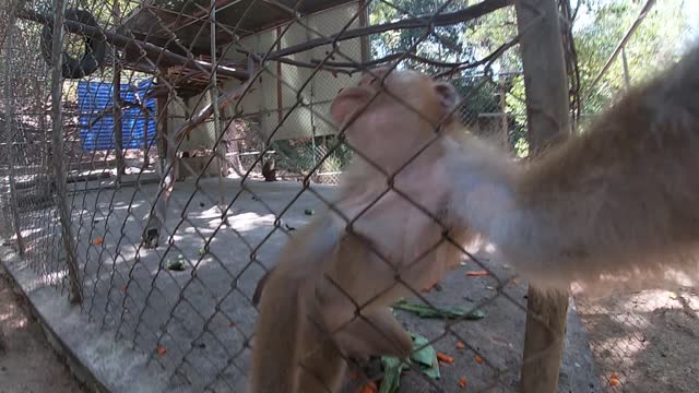 naughty monkey takes the camera away