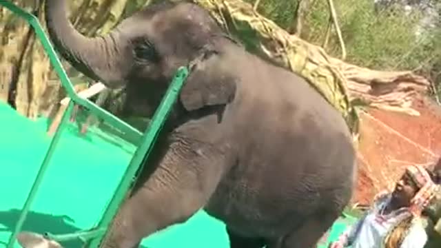 Cute Baby Elephant playing music