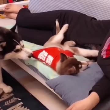 Cutest Pets- Jealousy Makes You Nasty