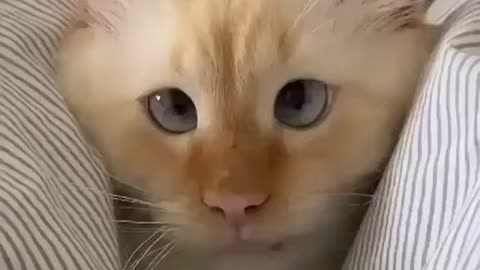 Funny Cat Video 😂🐈- 2020