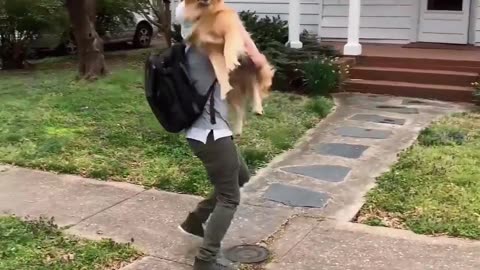 Although it can't jump anymore, it's still the first one to rush out to greet Dad.