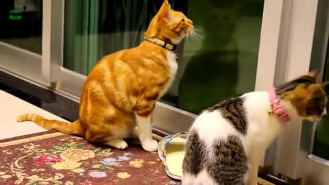 Funny Cats and Kittens Meowing Compilation