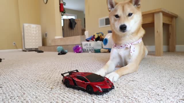 Dog VS Car funny video Puppy || funny video dog