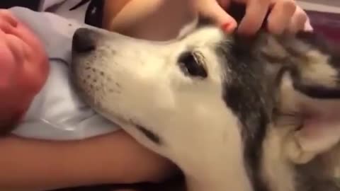 Cute doggo moments