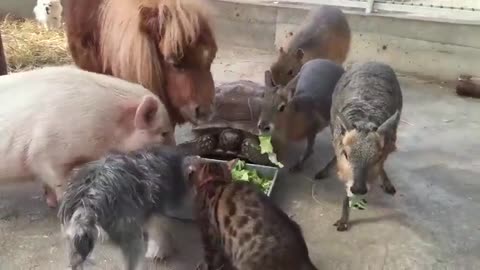 animals eat together