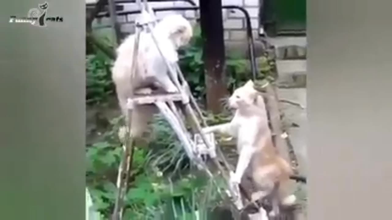 Cat attacked on another cat fearlessly