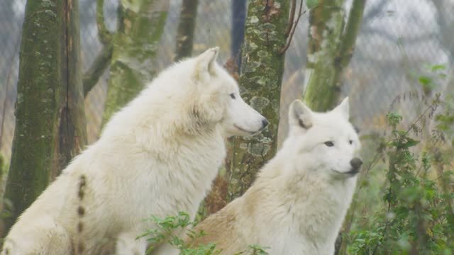 Wolves and their children