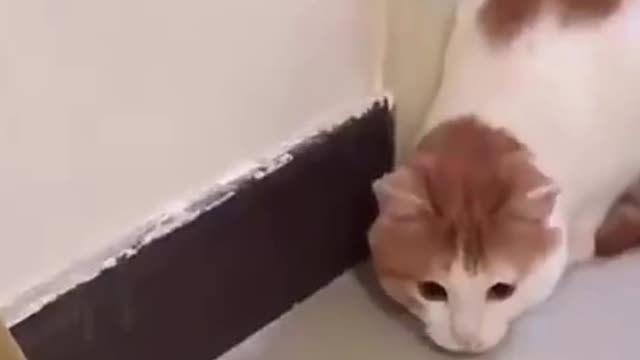 Watch this pets go crazy, really funny and cute