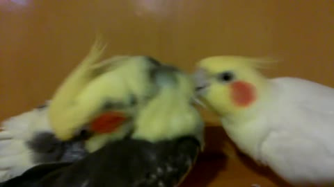 Theo fight was ugly! 🐦