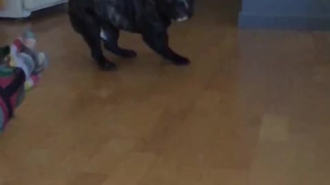 Black dog trying to catch pillow in slomo and misses