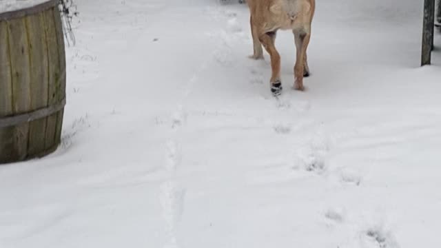 Puppy’s first snowball