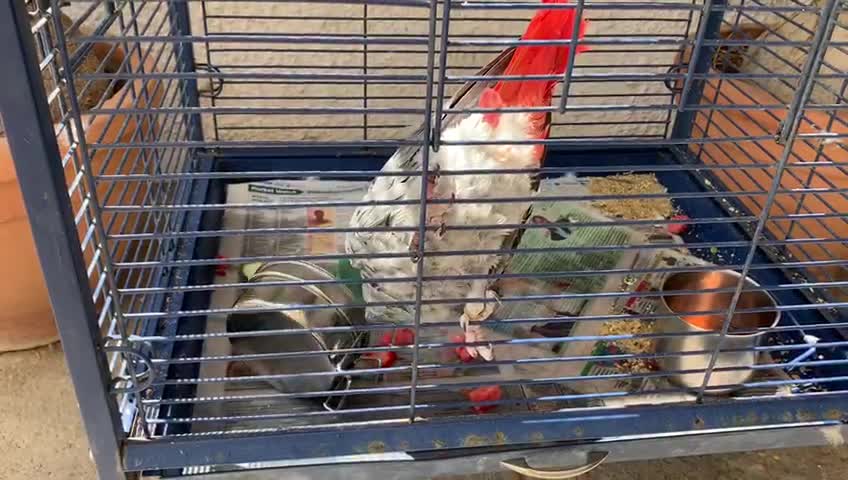 Parrot takes anger out on his food bowl