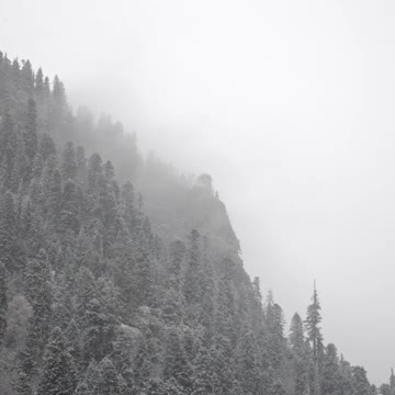 Winter Snow Scene Snow in Forest