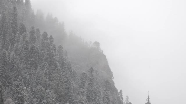 Winter Snow Scene Snow in Forest