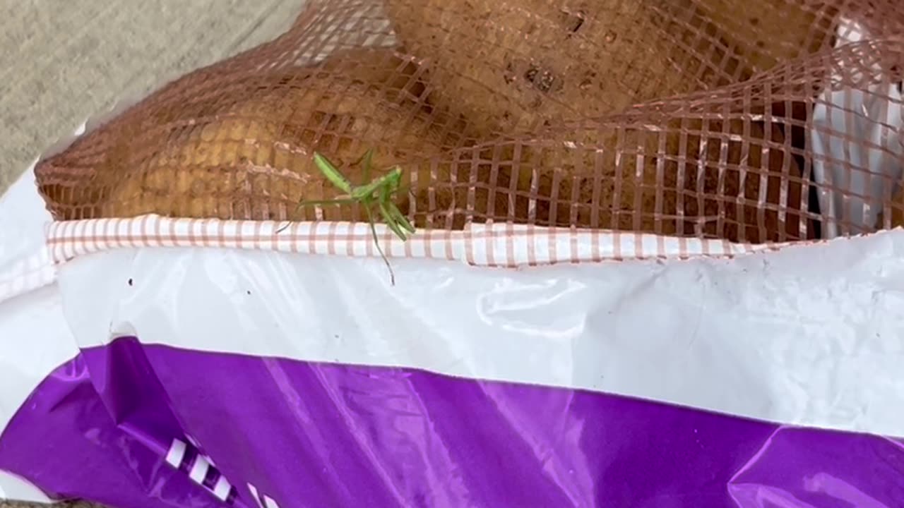 Viral
