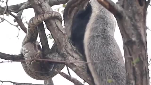 A honey badger in the face of a very large snake