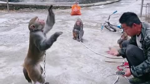 Funny monkey clip videos #974 - YouTube