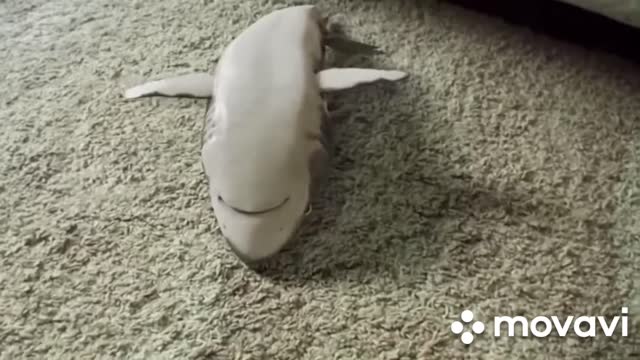 Happy shark