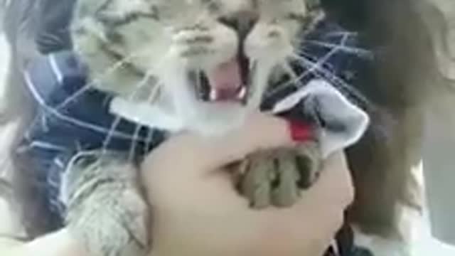 Funny animals reaction