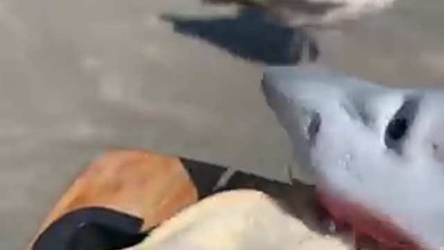 SHARK PUPPET GETS ATTACKED BY SEAGULL