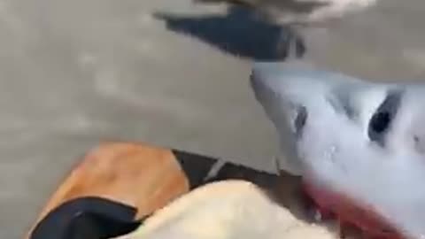 SHARK PUPPET GETS ATTACKED BY SEAGULL