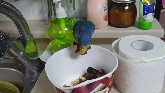 Ruby the parrot eating something