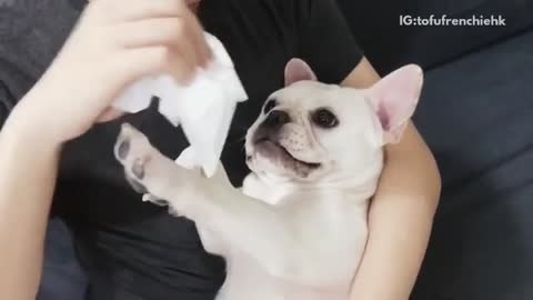 White french bulldog lays in owners arm while playing with tissue