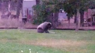 Bear Sprinkler Play Session