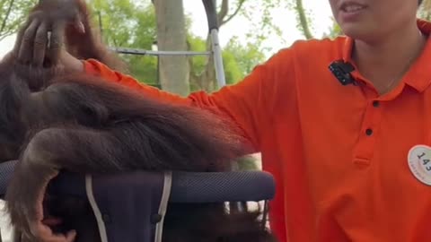 orangutans