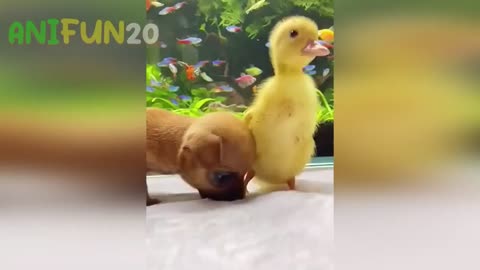 Best Funniest Animal Videos 2023