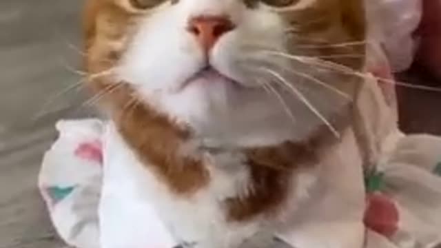 Car Meowwww.