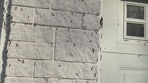 Caterpillar Infestation at Northern Ontario Home