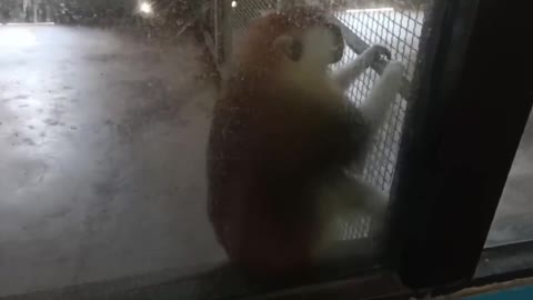 A monkey who wants to go out