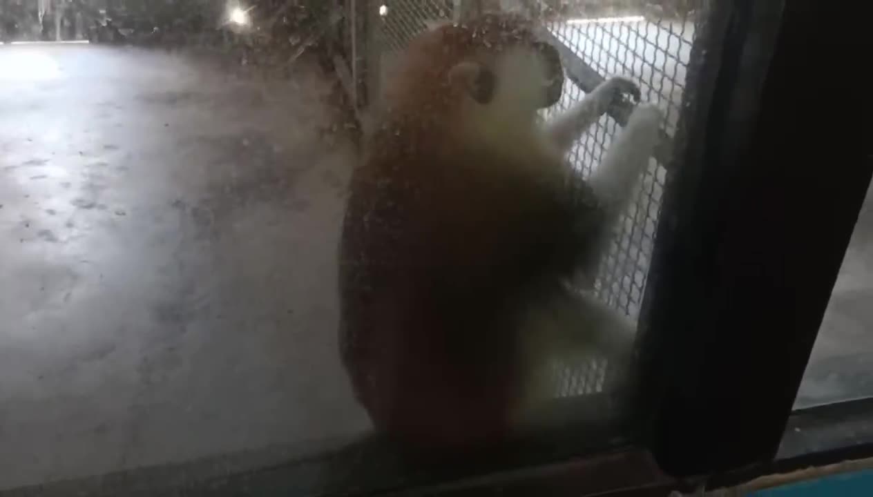 A monkey who wants to go out