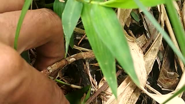 Behind the grass : there was cute fish