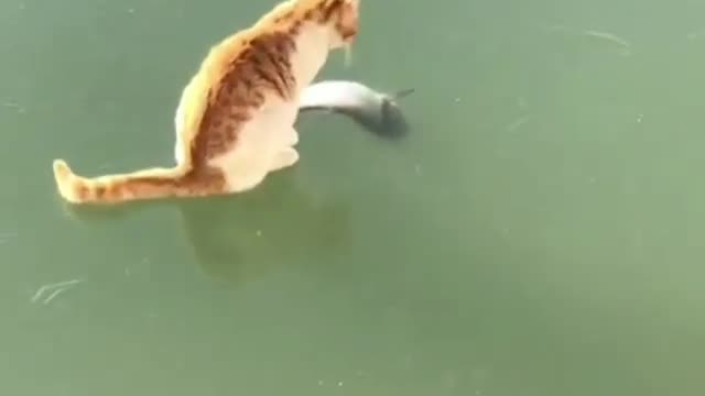 Cat dispersed by the fish