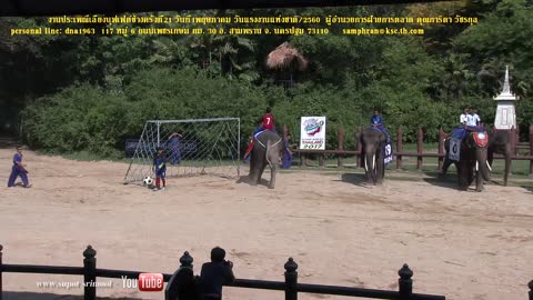 Elephant kicking football