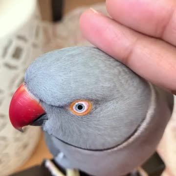 sweet-parrot-asks-owner-if-he’s-being-a-good-boy-downstreamer!