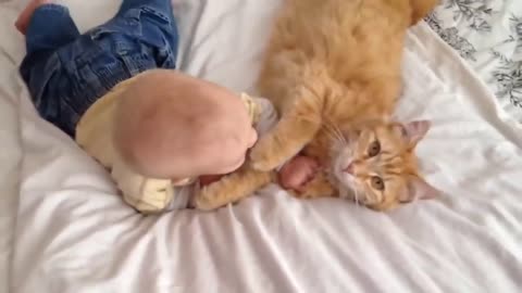 when Cats Meets Babies for the FIRST Time (Romantic meeting ) ☻☻☻